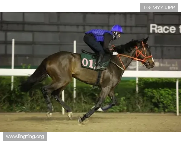 2020澳门赛马比赛日期及赛事亮点全方位解读与观赛指南